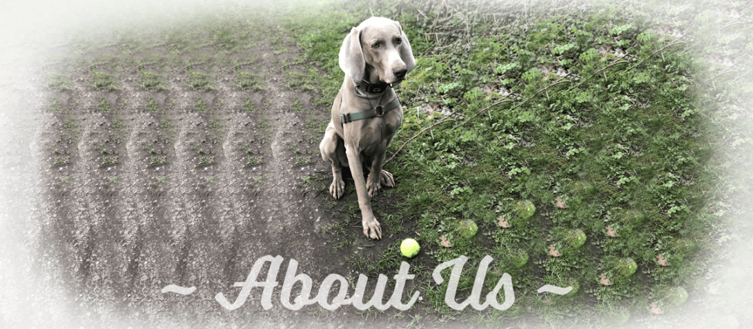 About Us_original_v2